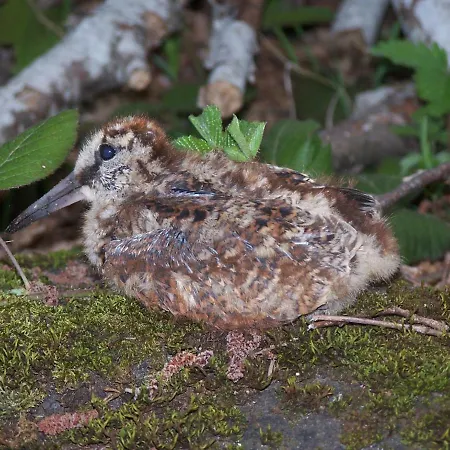 Les Rives De L'ariege Appartement Luzenac