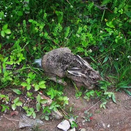 Les Rives De L'ariege * Luzenac